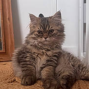 Milo participe au concours pour gagner de l'argent avec cette photo : cat, tabby, fluffy, long_hair, brown, gray, pet, animal, feline, portrait, sitting, indoors, carpet, floor, wood, door, window, whiskers, ears, cute