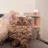 Milo participe au concours pour gagner de l'argent avec cette photo : cat, tabby_cat, fluffy, fur, whiskers, eyes, ears, paws, pet, animal, indoor, sofa, couch, pillow, cozy, home, living_room, portrait, close_up, relaxed