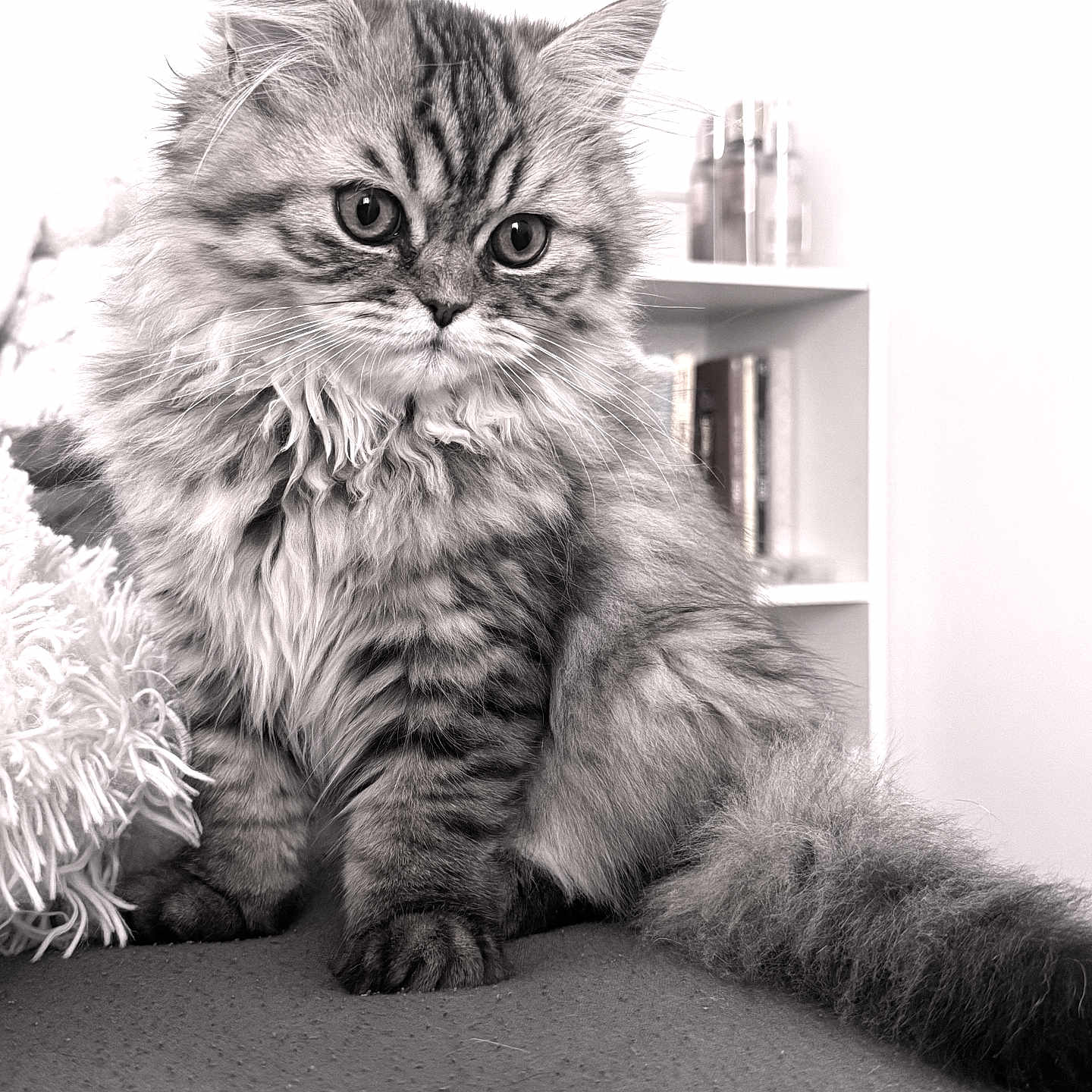 Milo