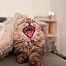 Milo a rejoint le concours — aidez-le/la à gagner de superbes lots ! cat, fluffy, yawning, open_mouth, teeth, tongue, long_hair, brown_fur, cream_fur, pet, domestic_animal, couch, blanket, indoor, home, cozy, close_up, portrait, shallow_depth_of_field, funny