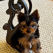 Bandit is registered to the contest to win money with this photo: animal, black, brown, carpet, closeup, curious, cute, dog, fluffy, fur, furniture, indoor, metal, pet, portrait, puppy, sitting, small_dog, yorkshire_terrier, young
