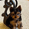 puppy, dog, small_dog, yorkshire_terrier, carpet, furniture, metal, indoor, cute, fluffy, pet, animal, sitting, brown, black, fur, portrait, young, curious, closeup