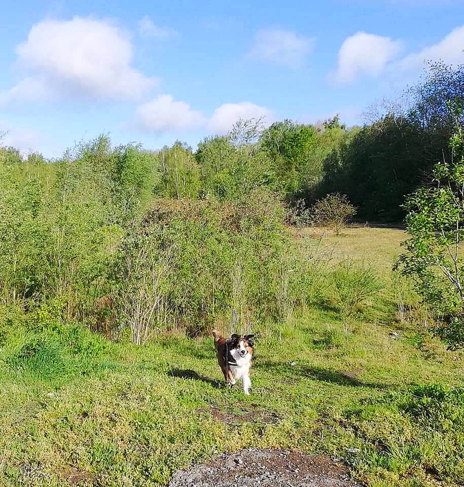 Daniel'S participe au concours pour gagner de l'argent avec cette photo : cloud, field, forest, grass, grassland, groundcover, hill, jungle, landscape, natural_landscape, pasture, people_in_nature, plant, plant_community, prairie, shrub, sky, soil, trail, tree