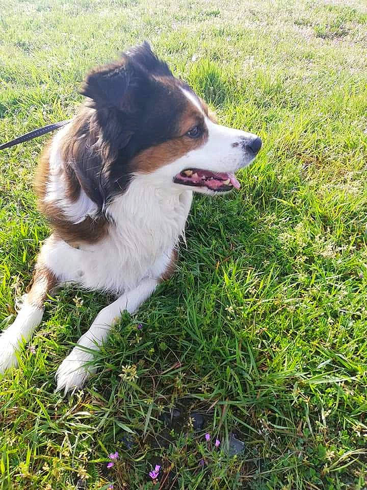 Daniel'S a rejoint le concours — aidez-le/la à gagner de superbes lots ! australian_shepherd, border_collie, canidae, carnivore, companion_dog, dog, dog_breed, fur, grass, grass_family, groundcover, herbaceous_plant, herding_dog, lawn, plant, snout, sporting_group, tail, terrestrial_animal, working_dog