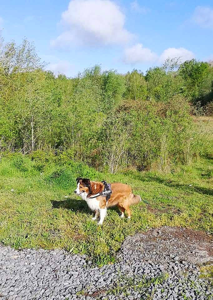 Daniel'S participe au concours pour gagner de l'argent avec cette photo : carnivore, cloud, companion_dog, dog, dog_breed, fawn, grass, grassland, groundcover, landscape, natural_landscape, pasture, plant, shrub, sky, slope, soil, trail, tree, wildlife