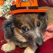 Tucker is registered to the contest to win money with this photo: animal, background, cartoon_spider, close_up, cute, dog, ears, expression, fluffy, fur, hand, home, indoor, leather, orange_hat, paw, pet, red_couch, resting, wearing