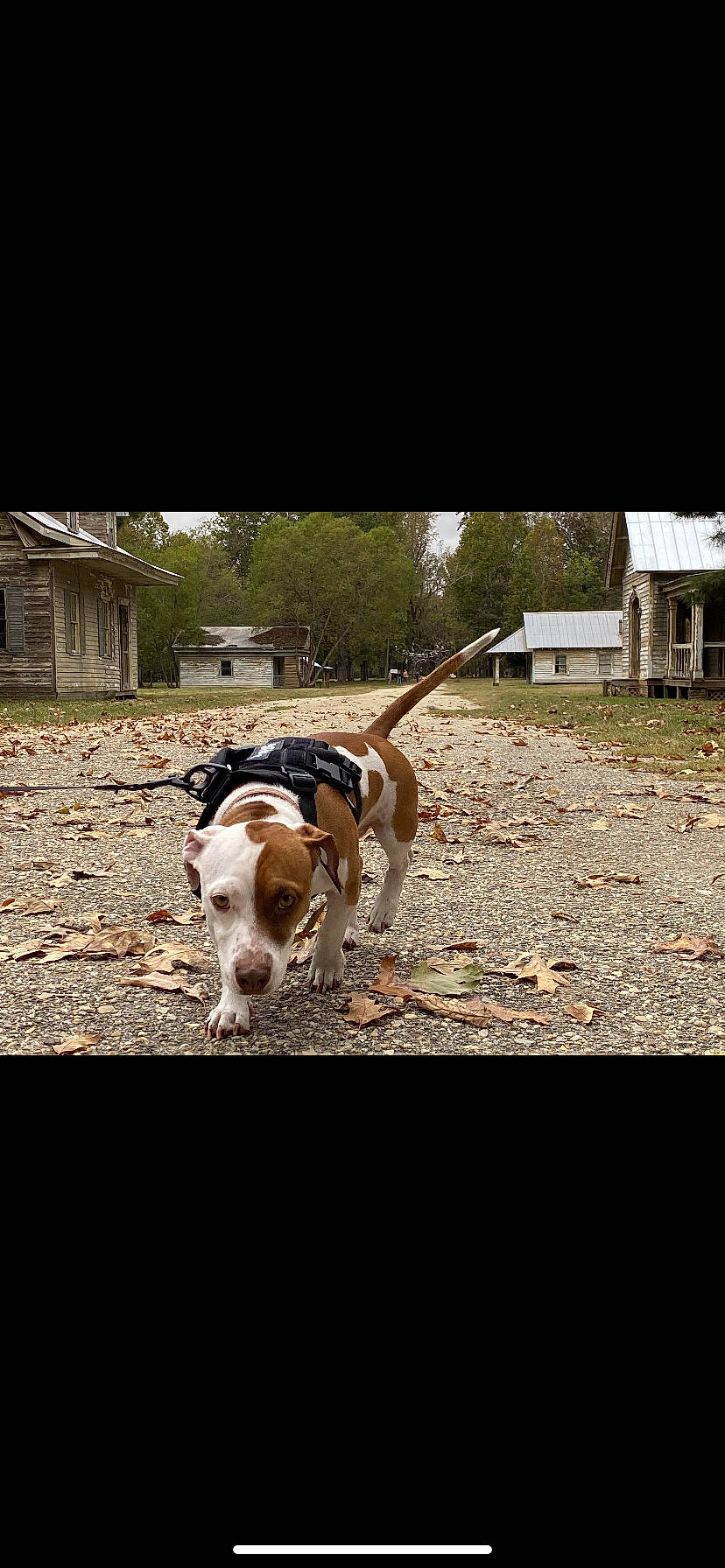 Benni is registered to the contest to win money with this photo: canidae, carnivore, collar, companion_dog, dog, dog_breed, grass, leash, pet_supply, plant, scent_hound, soil, sporting_group, tail, terrestrial_animal, tints_and_shades, tree, window, wood, working_animal