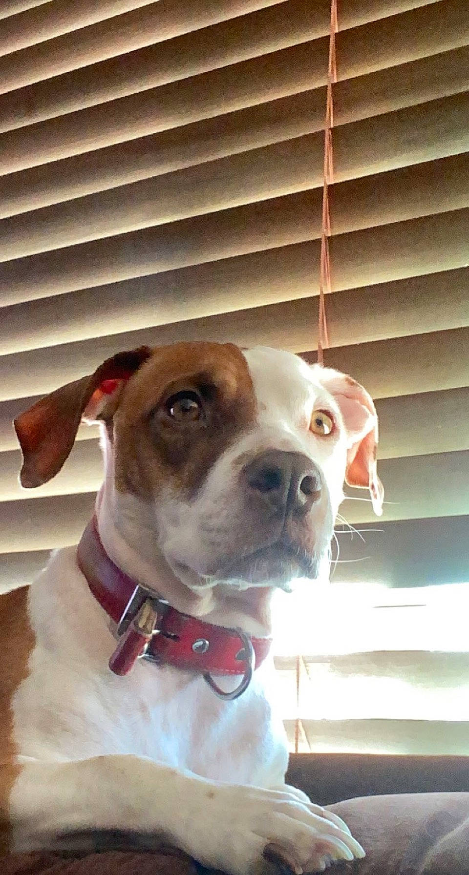 Benni is registered to the contest to win money with this photo: bow_tie, canidae, carnivore, collar, companion_dog, dog, dog_breed, dog_collar, dog_supply, fashion_accessory, fawn, leash, pet_supply, snout, sporting_group, whiskers, white, window, wood, working_animal