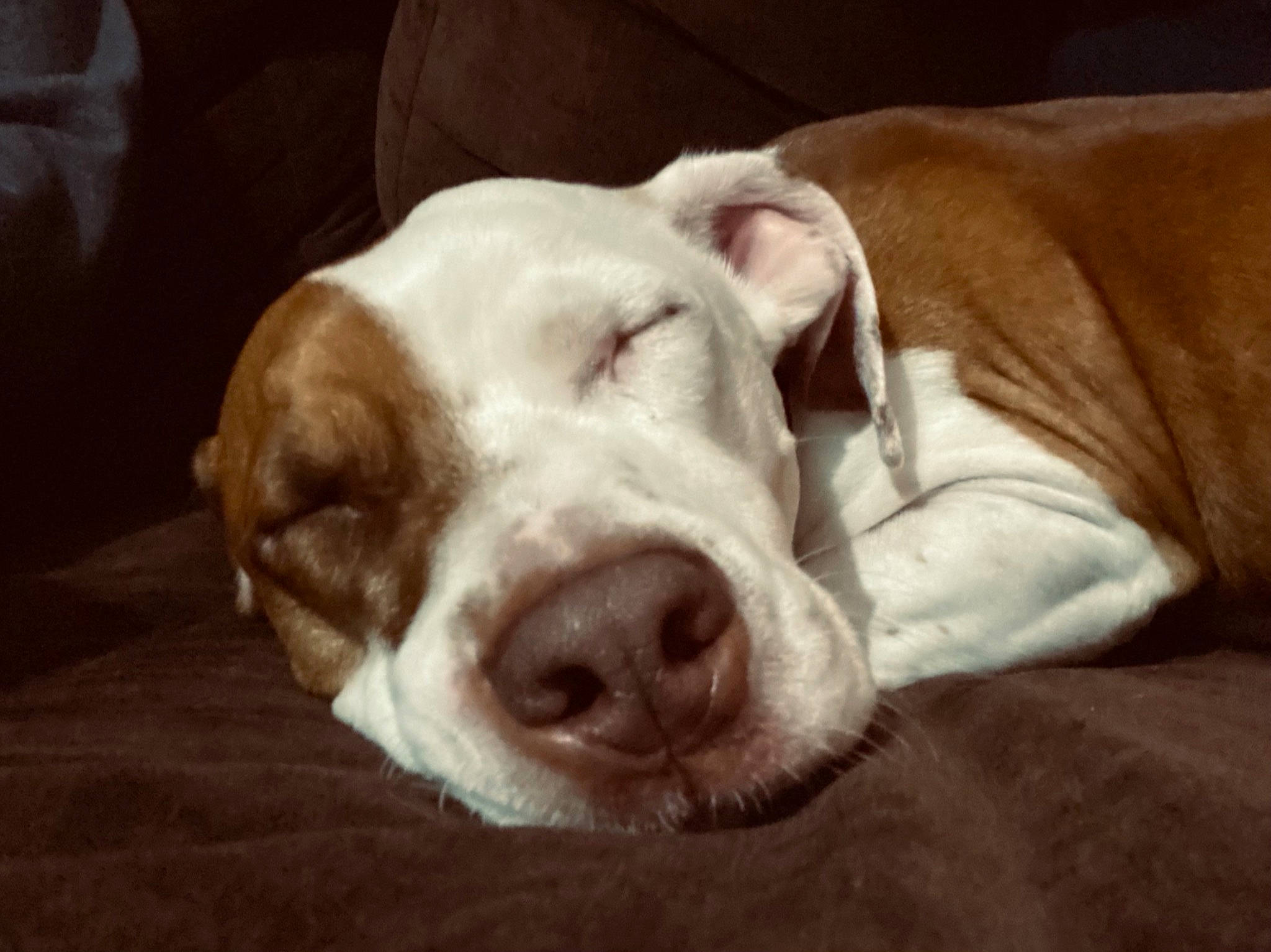 Benni joined the competition — help win amazing prizes! bored, canidae, carnivore, comfort, companion_dog, dog, dog_breed, ear, eye, fawn, fur, gun_dog, liver, non_sporting_group, snout, sporting_group, terrestrial_animal, whiskers, working_animal, wrinkle