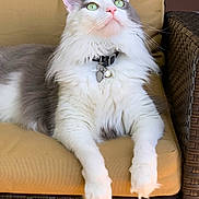 Romeo joined the competition — help win amazing prizes! cat, long_haired_cat, fluffy_cat, green_eyes, reclining, cushion, wicker_chair, outdoor_furniture, pet_collar, id_tag, bell, white_fur, gray_fur, paws, whiskers, portrait, closeup, relaxed, domestic_cat, sunlit