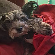 Daisy May joined the competition — help win amazing prizes! dog, pet, scruffy, fur, blanket, red_blanket, cozy, sleepy, close-up, indoor, resting, cute, animal, mammal, paw, relaxed, furry, companion, domestic, cute_pet