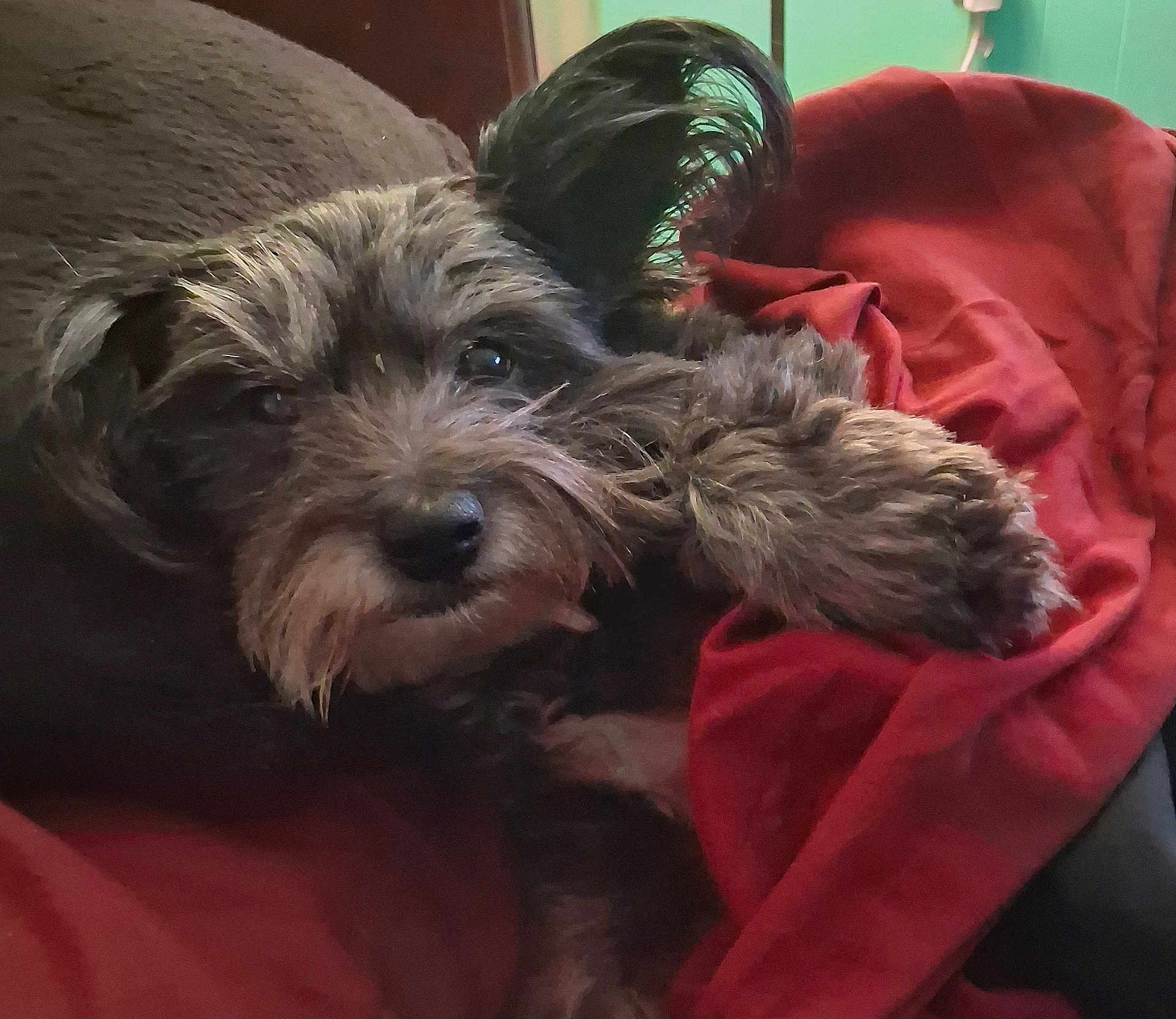 Daisy May joined the competition — help win amazing prizes! dog, pet, scruffy, fur, blanket, red_blanket, cozy, sleepy, close-up, indoor, resting, cute, animal, mammal, paw, relaxed, furry, companion, domestic, cute_pet