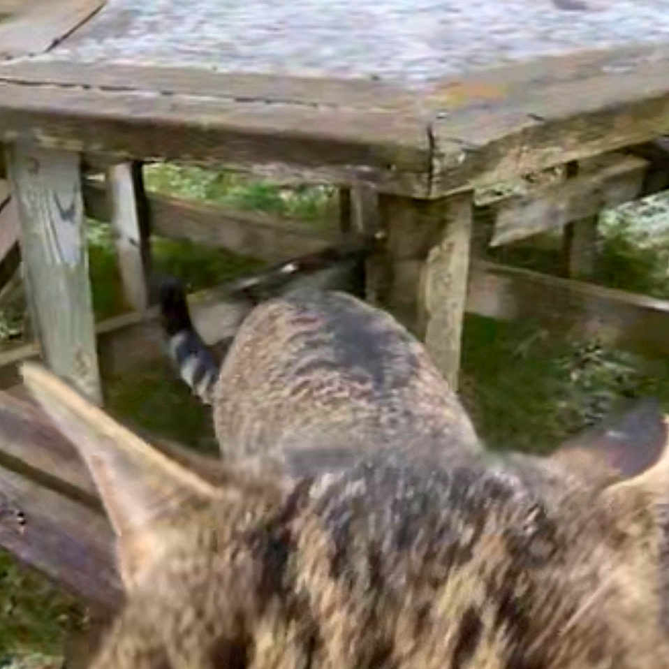 Dave is registered to the contest to win money with this photo: animal, architecture, backyard, bench, building, cat, diningtable, furniture, house, housing, nature, outdoors, pet, porch, shelter, table, water, waterfront, wood, yard