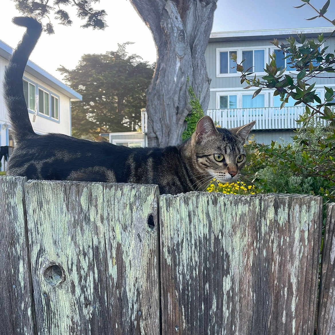 Milo is registered to the contest to win money with this photo: animal, cat, curious, daylight, fence, garden, greenery, house, nature, outdoor, pet, plants, residential, suburban, tabby, tail, tree, window, wood, yard