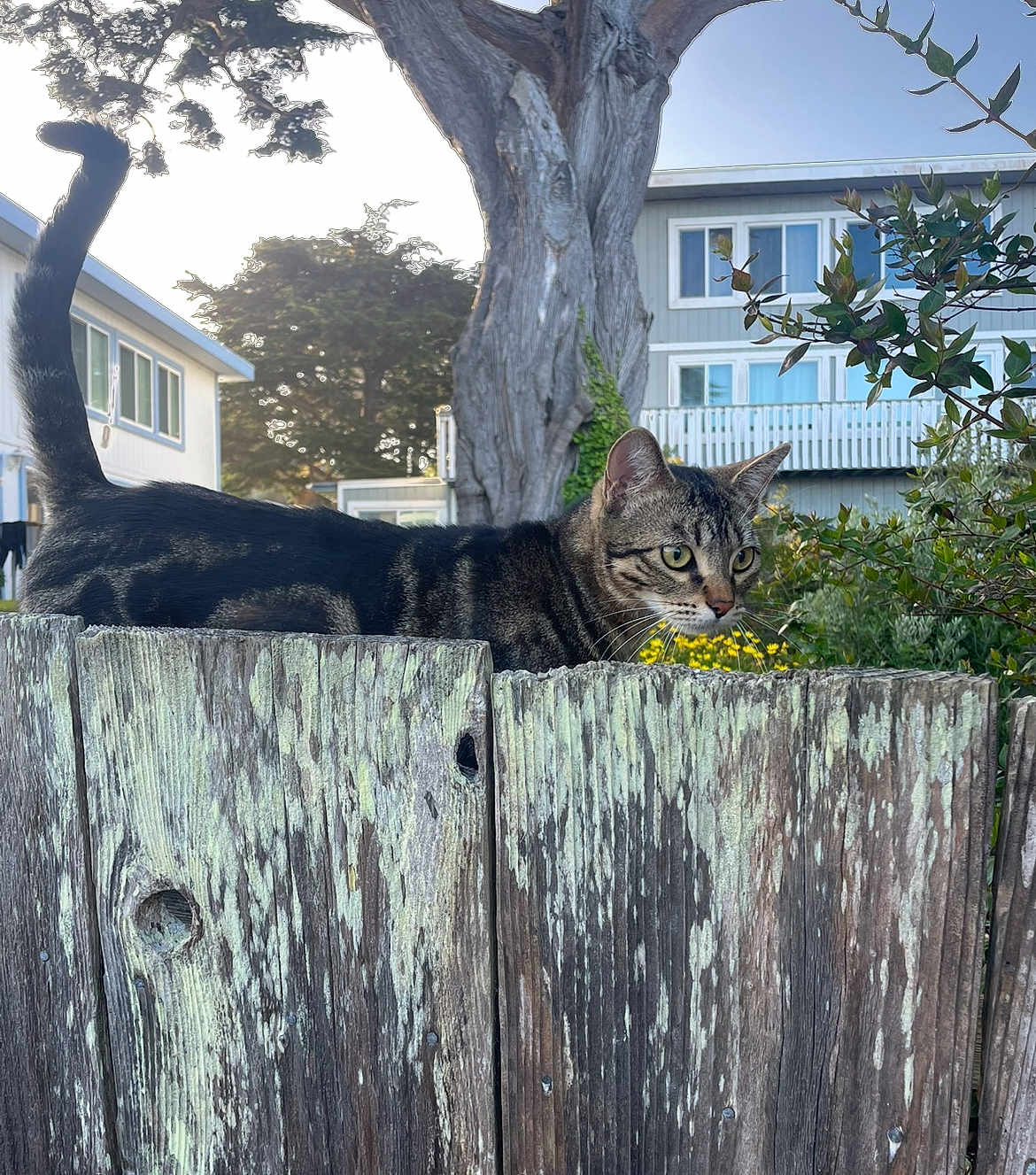 Milo is registered to the contest to win money with this photo: cat, tabby, fence, wood, tree, greenery, house, residential, outdoor, animal, pet, tail, curious, nature, daylight, suburban, plants, window, yard, garden