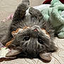 animal, bed, blanket, cat, cozy, cute, ears, eyes, fur, furry, gray_cat, indoor, nose, pet, quilted_bedspread, relaxed, sleepy, soft, upside_down, whiskers