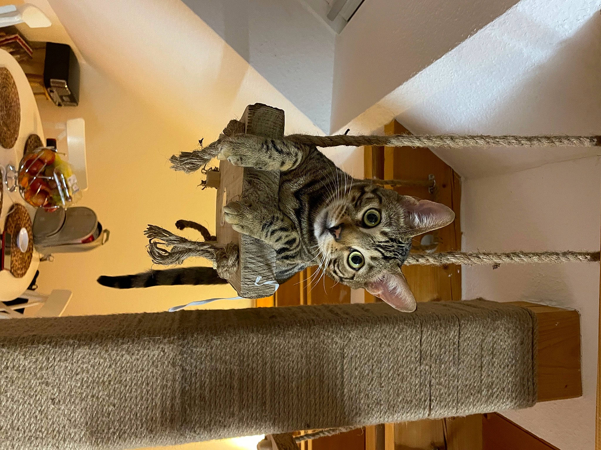 Zeus participe au concours pour gagner de l'argent avec cette photo : art, artifact, carnivore, cat, ceiling, comfort, domestic_short_haired_cat, felidae, flooring, fossil, hardwood, interior_design, metal, room, small_to_medium_sized_cats, stairs, tail, visual_arts, whiskers, wood