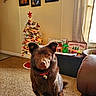 dog, brown_dog, pet, christmas_tree, holiday_decor, carpet, indoor, window, curtains, bench, sign, ornaments, lights, red_collar, floor, furniture, pine_cones, green_lantern, cozy, festive