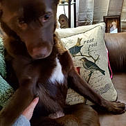 Millie Mae joined the competition — help win amazing prizes! dog, brown_dog, white_patch, couch, pillow, bird_illustration, hand, indoor, furniture, blur, motion_blur, pet, animal, rest, decor, living_room, human_hand, seated, close_up, cozy