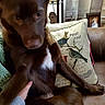 dog, brown_dog, white_patch, couch, pillow, bird_illustration, hand, indoor, furniture, blur, motion_blur, pet, animal, rest, decor, living_room, human_hand, seated, close_up, cozy