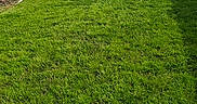 Millie Mae is registered to the contest to win money with this photo: dog, grass, yard, outdoor, pet, play, stick, house, fence, daylight, backyard, animal, greenery, canine, sunlight, lawn, domestic, nature, fun, summer