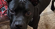 Louie Luigi Lou is registered to the contest to win money with this photo: dog, black_dog, pet, indoor, carpet, tile_floor, crate, blanket, soccer_ball, animal, looking_up, ears_up, canine, fur, companion, household, domestic_animal, alert, standing, curious