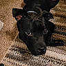 Louie Luigi Lou is registered to the contest to win money with this photo: dog, black_dog, pet, indoor, carpet, rug, floor, collar, slippers, pillow, fall_decor, home, cozy, animal, cute, lying_down, looking_up, domestic, ears, eyes