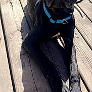 Louie Luigi Lou joined the competition — help win amazing prizes! dog, black_dog, collar, blue_collar, wooden_deck, sunlight, shadow, outdoor, pet, animal, canine, relaxed, alert, paws, crossed_paws, texture, sunny, daylight, portrait, domestic_animal