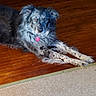 dog, canine, pet, indoor, wooden_floor, laying_down, long_hair, speckled_fur, paws, collar, tag, relaxed, home, animal, fur_pattern, brown_floor, white_paws, ears, face, eyes