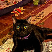 Purl Lee joined the competition — help win amazing prizes! animal, black_cat, cat, cat_toys, close_up, colorful, cozy, domestic, feline, floor, indoor, patterned_carpet, pet, playful, purple_collar, relaxed, rug, toy, wide_eyes, wooden_floor