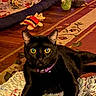 animal, black_cat, cat, cat_toys, close_up, colorful, cozy, domestic, feline, floor, indoor, patterned_carpet, pet, playful, purple_collar, relaxed, rug, toy, wide_eyes, wooden_floor