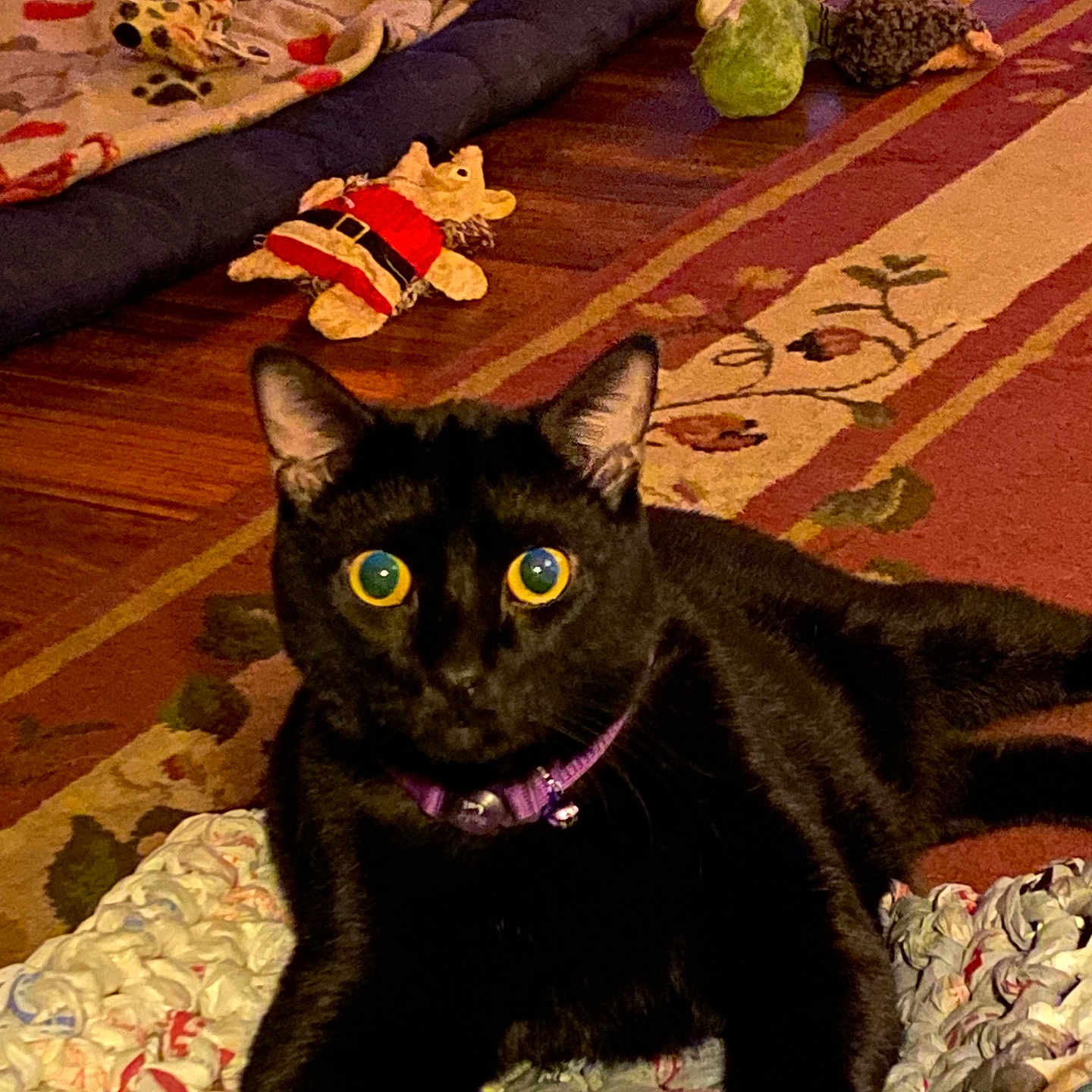 Purl Lee joined the competition — help win amazing prizes! animal, black_cat, cat, cat_toys, close_up, colorful, cozy, domestic, feline, floor, indoor, patterned_carpet, pet, playful, purple_collar, relaxed, rug, toy, wide_eyes, wooden_floor