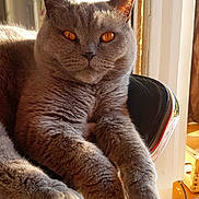 Lemon participe au concours pour gagner de l'argent avec cette photo : cat, grey_cat, pet, feline, animal, indoor, sunlight, window, chair, relaxed, fur, amber_eyes, closeup, domestic_cat, cozy, comfortable, portrait, home, resting, daylight