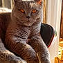 cat, grey_cat, pet, feline, animal, indoor, sunlight, window, chair, relaxed, fur, amber_eyes, closeup, domestic_cat, cozy, comfortable, portrait, home, resting, daylight
