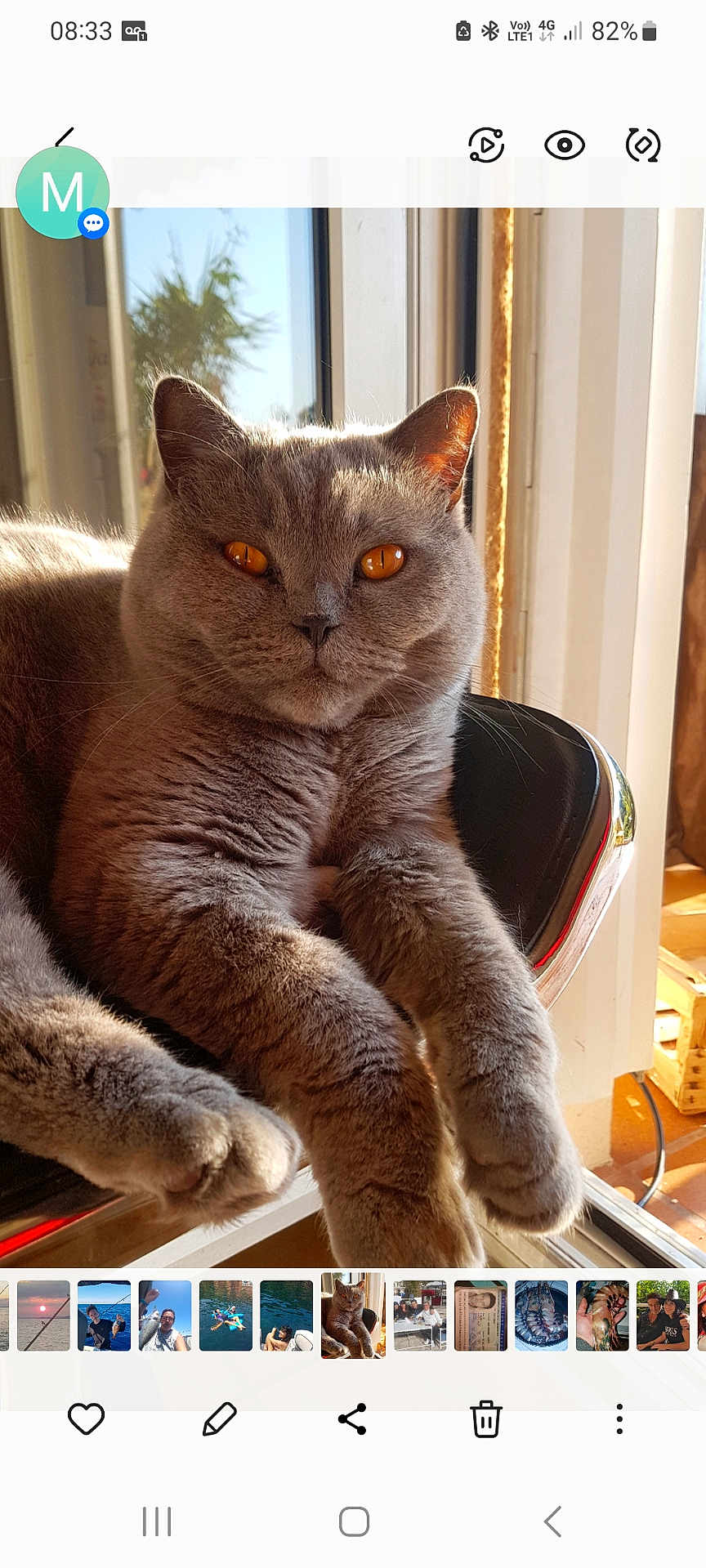 Lemon participe au concours pour gagner de l'argent avec cette photo : cat, grey_cat, pet, feline, animal, indoor, sunlight, window, chair, relaxed, fur, amber_eyes, closeup, domestic_cat, cozy, comfortable, portrait, home, resting, daylight