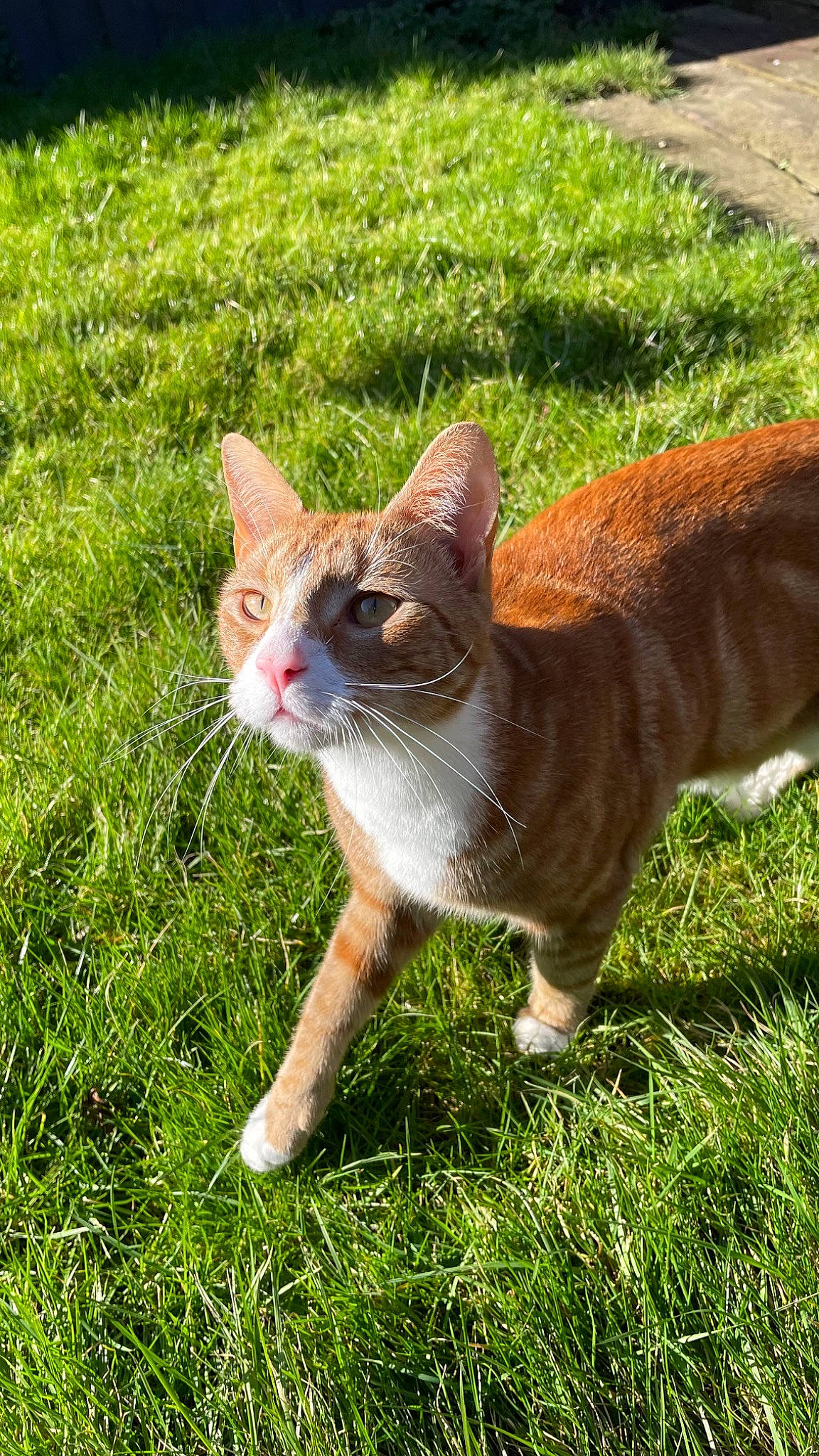 Horus joined the competition — help win amazing prizes! canidae, carnivore, cat, dog_breed, domestic_short_haired_cat, fawn, felidae, fur, grass, groundcover, plant, sitting, small_to_medium_sized_cats, snout, sporting_group, tail, terrestrial_animal, tree, whiskers, wildlife