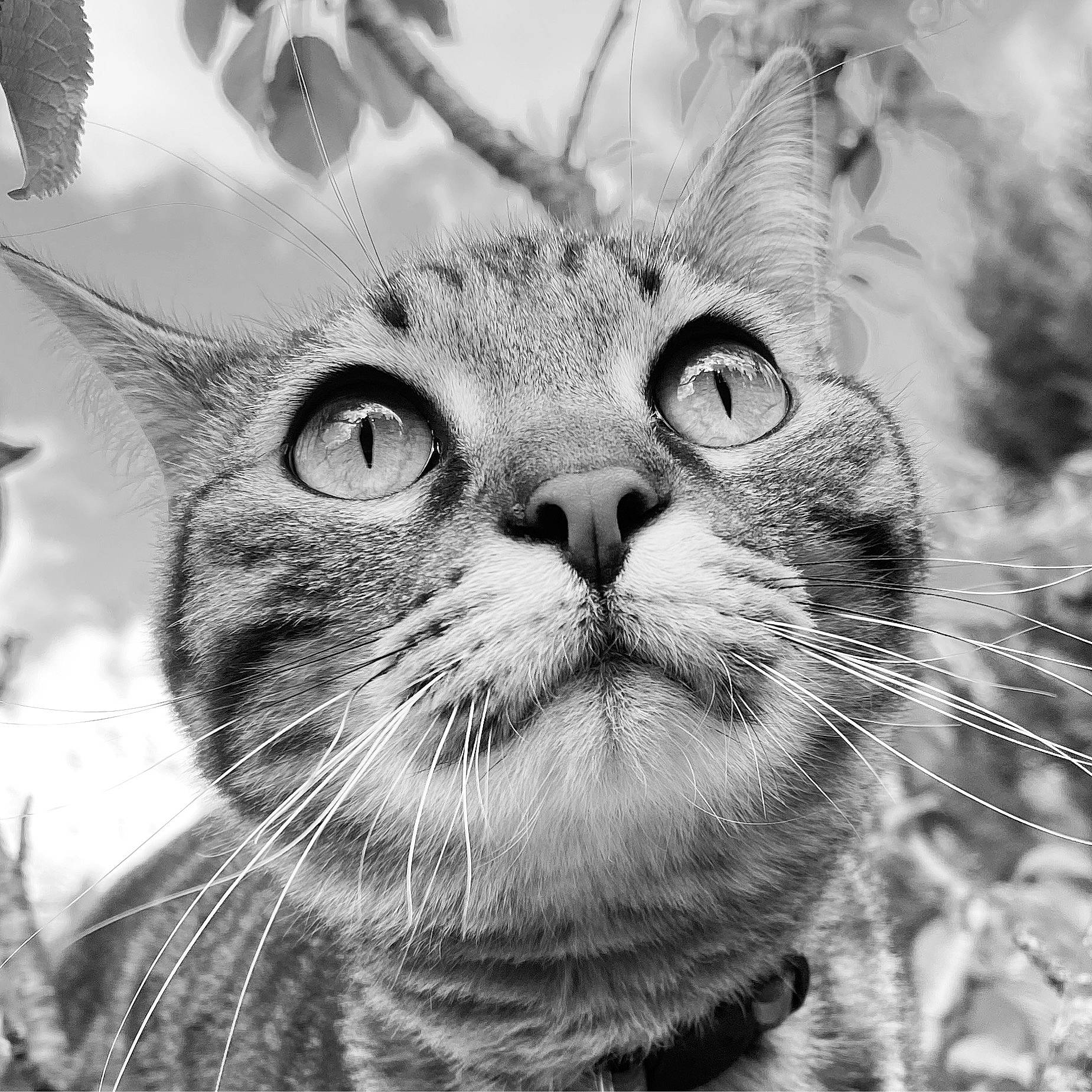 Kraken participe au concours pour gagner de l'argent avec cette photo : black_and_white, carnivore, cat, close_up, domestic_short_haired_cat, eye, felidae, fur, grass, happy, iris, monochrome, monochrome_photography, plant, small_to_medium_sized_cats, snout, style, terrestrial_animal, tree, whiskers