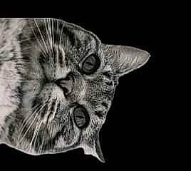 Kraken participe au concours pour gagner de l'argent avec cette photo : art, carnivore, cat, darkness, domestic_short_haired_cat, ear, eye, felidae, fur, head, human_body, jaw, monochrome, monochrome_photography, paw, small_to_medium_sized_cats, snout, terrestrial_animal, whiskers, wildlife