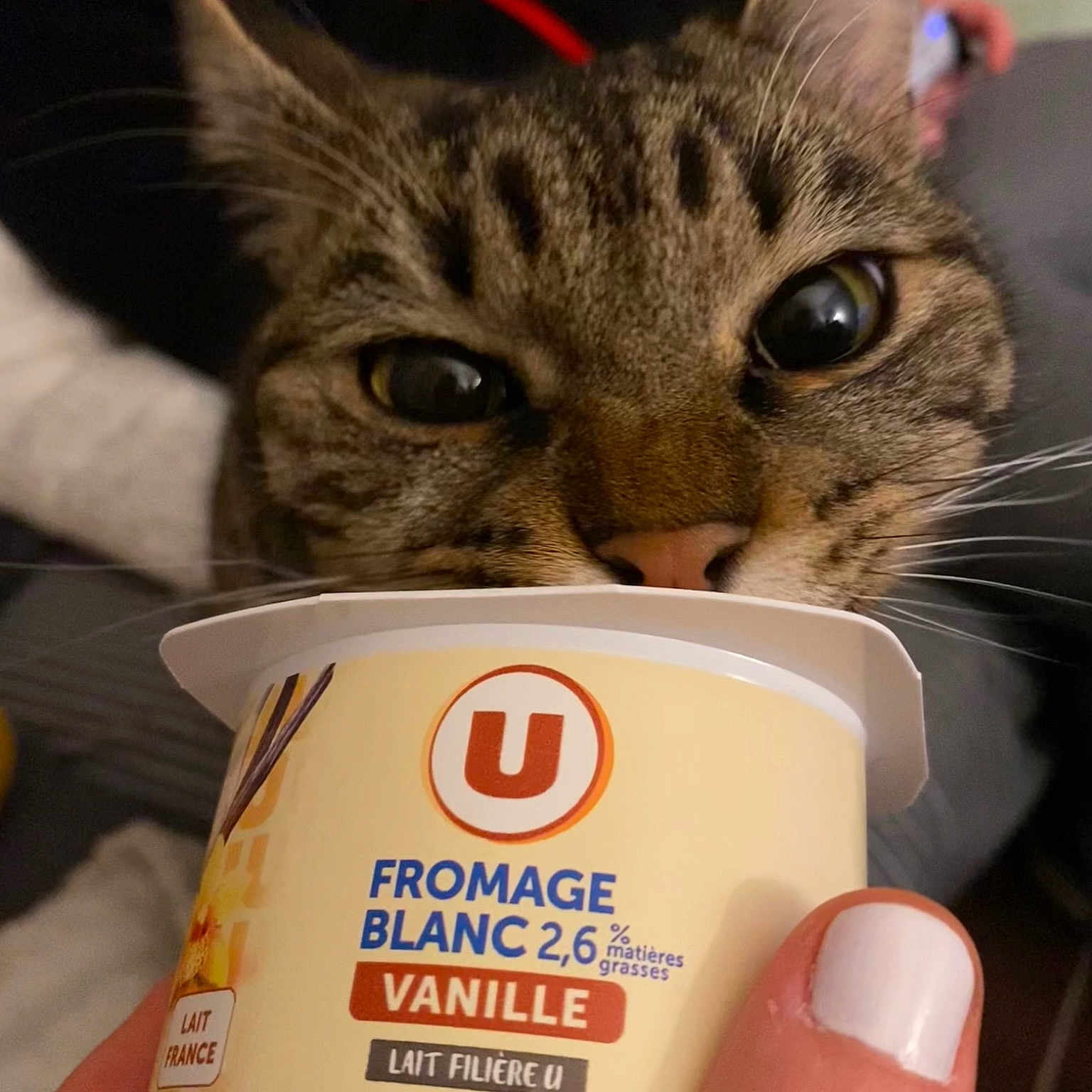 Kraken a rejoint le concours — aidez-le/la à gagner de superbes lots ! animal_feed, carnivore, cat, cat_supply, coffee_cup, cup, domestic_short_haired_cat, drink, drinking, drinkware, felidae, food, fur, gesture, mug, pet_supply, small_to_medium_sized_cats, thumb, whiskers