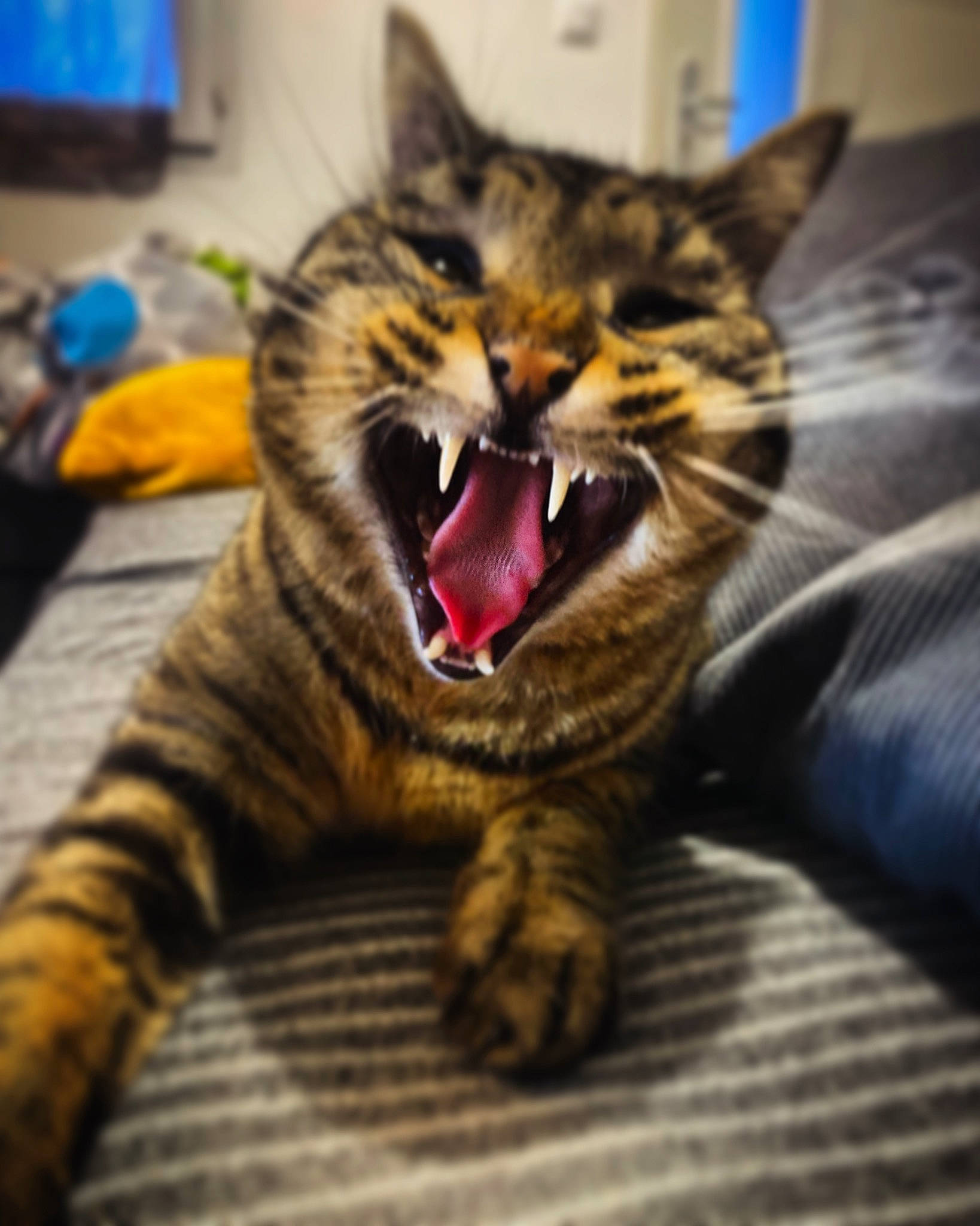 Kraken a rejoint le concours — aidez-le/la à gagner de superbes lots ! carnivore, cat, claw, comfort, domestic_short_haired_cat, fang, felidae, foot, fur, jaw, nap, paw, sitting, small_to_medium_sized_cats, snout, square, tail, whiskers, wildlife, yawn