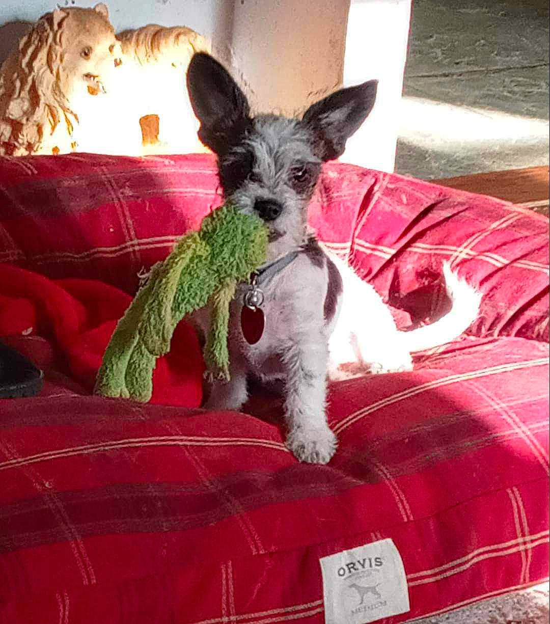 Boo Boo is registered to the contest to win money with this photo: canidae, carnivore, comfort, companion_dog, couch, dog, dog_breed, dog_supply, fawn, fur, linens, pattern, snout, sporting_group, studio_couch, tail, terrier, toy_dog, water_dog, working_animal