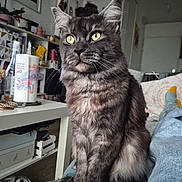 Venom a rejoint le concours — aidez-le/la à gagner de superbes lots ! cat, tabby_cat, indoor, couch, furniture, sitting, yellow_eyes, fur, pet, domestic_animal, household_items, shelf, person, socks, relaxing, cozy, portrait, looking_away, living_room, casual