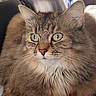 animal, background_blur, cat, closeup, cute, domestic_cat, ears, feline, fluffy, fur, furry, green_eyes, indoor, nose, pet, portrait, relaxed, sitting, tabby, whiskers