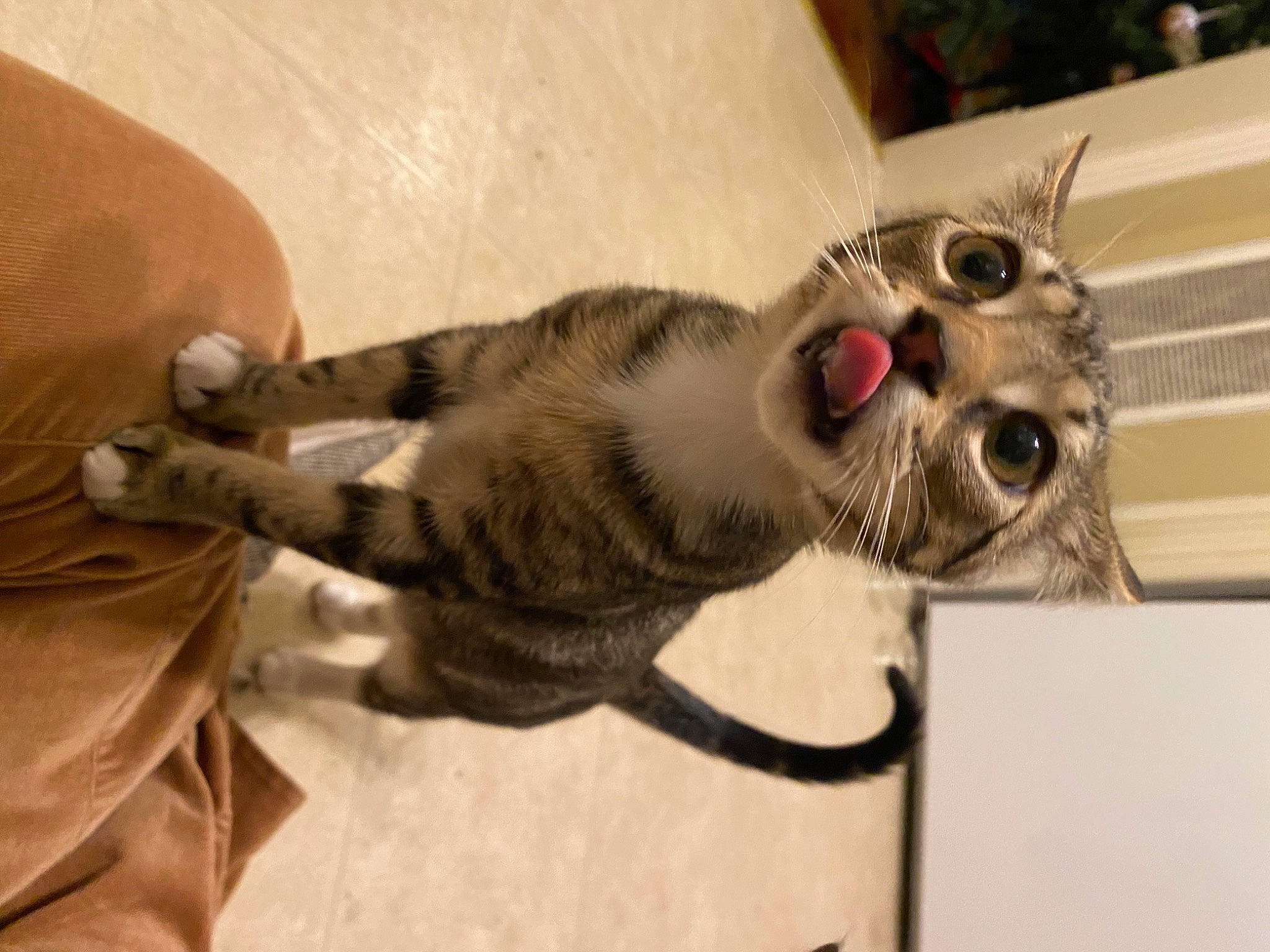 Peanut joined the competition — help win amazing prizes! carnivore, cat, claw, comfort, domestic_short_haired_cat, felidae, fur, metal, paw, small_to_medium_sized_cats, snout, tail, whiskers, wood