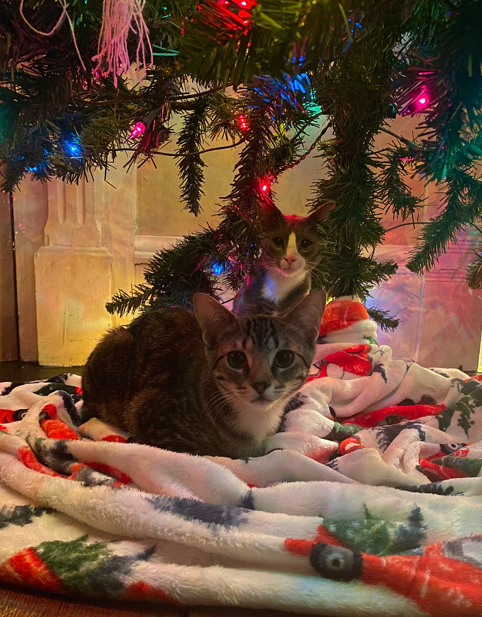 Peanut is registered to the contest to win money with this photo: carnivore, cat, christmas, christmas_decoration, christmas_eve, christmas_ornament, christmas_tree, conifer, event, fawn, felidae, holiday, holiday_ornament, light, ornament, plant, small_to_medium_sized_cats, tradition, whiskers, woody_plant