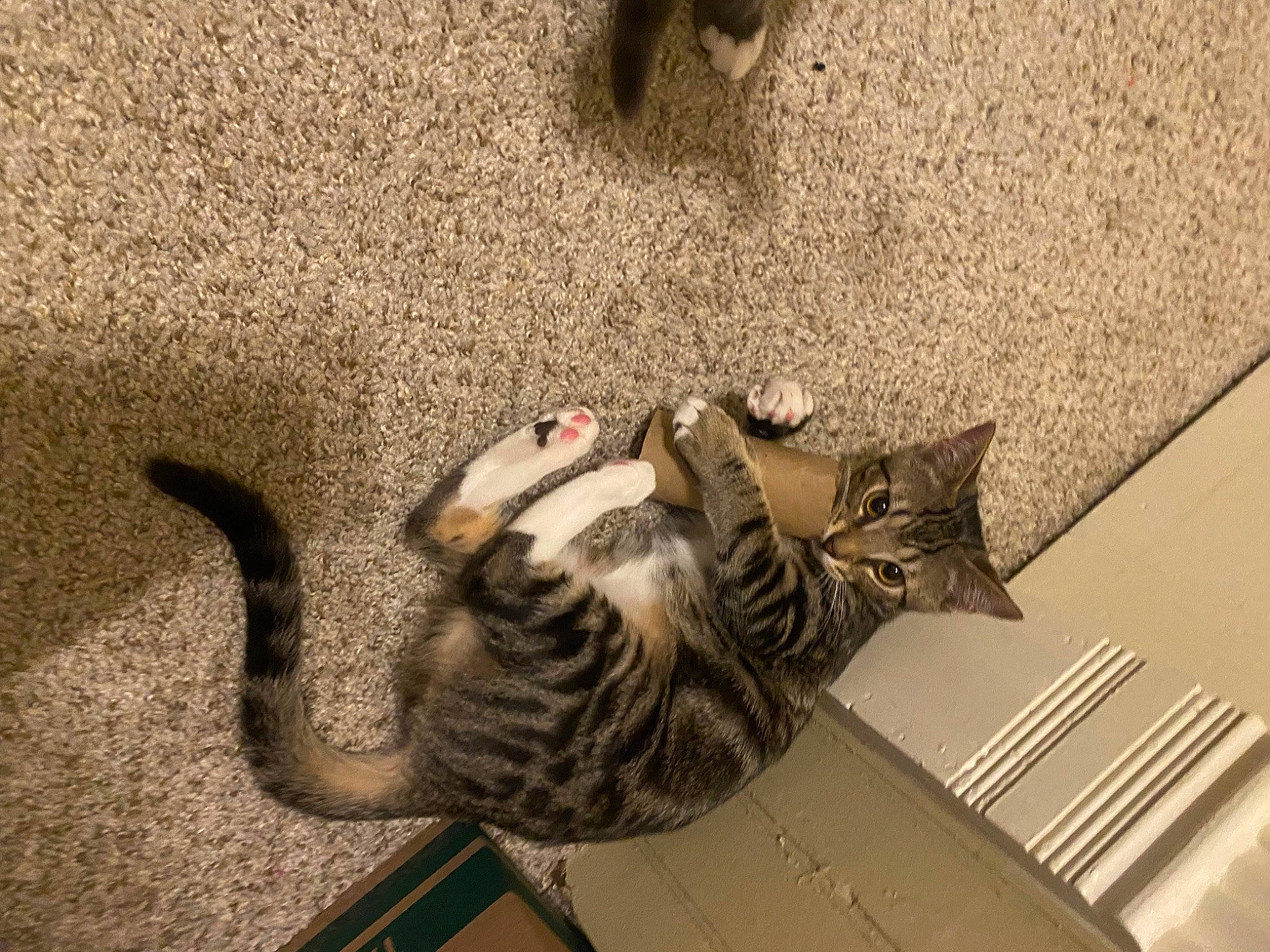 Peanut is registered to the contest to win money with this photo: carnivore, cat, ceiling, domestic_short_haired_cat, door, felidae, flooring, fur, hardwood, paw, pet_supply, plaster, room, shadow, small_to_medium_sized_cats, snout, tail, terrestrial_animal, whiskers, wood