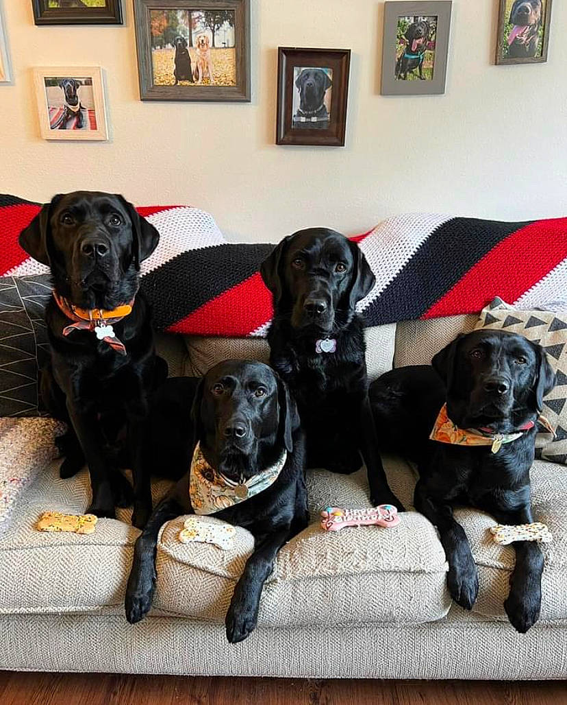 Eliza joined the competition — help win amazing prizes! borador, canidae, carnivore, collar, companion_dog, dog, dog_breed, dog_collar, dog_supply, fawn, flooring, fur, guard_dog, liver, picture_frame, snout, sporting_group, tail, working_animal, working_dog