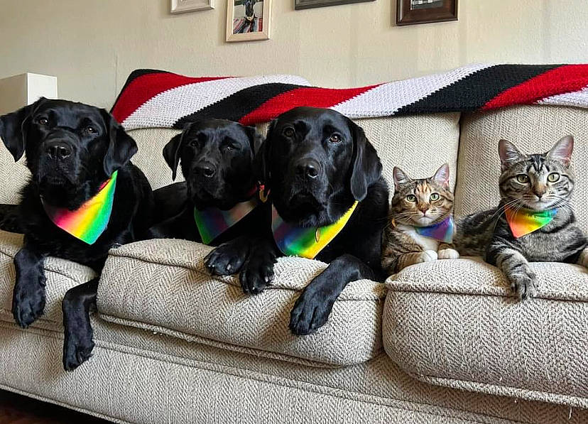 Eliza is registered to the contest to win money with this photo: canidae, carnivore, cat, collar, comfort, companion_dog, dog, dog_breed, dog_collar, dog_supply, domestic_short_haired_cat, event, felidae, fur, gun_dog, mammal, small_to_medium_sized_cats, sporting_group, vertebrate, working_animal