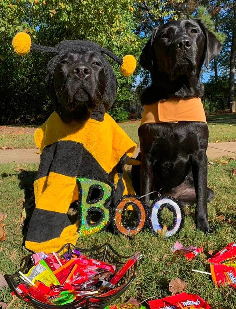 Eliza joined the competition — help win amazing prizes! art, canidae, carnivore, companion_dog, dog, dog_breed, dog_collar, font, fur, garden, grass, hat, lawn_ornament, plant, sculpture, snout, sporting_group, statue, tree, working_animal