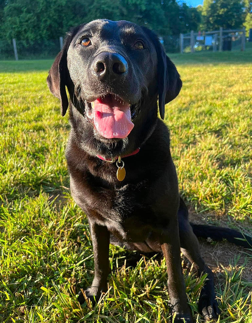 Eliza is registered to the contest to win money with this photo: borador, carnivore, collar, companion_dog, dog, dog_breed, dog_collar, grass, grassland, guard_dog, gun_dog, labrador_retriever, liver, plant, pointing_breed, retriever, sporting_group, tree, working_animal, working_dog